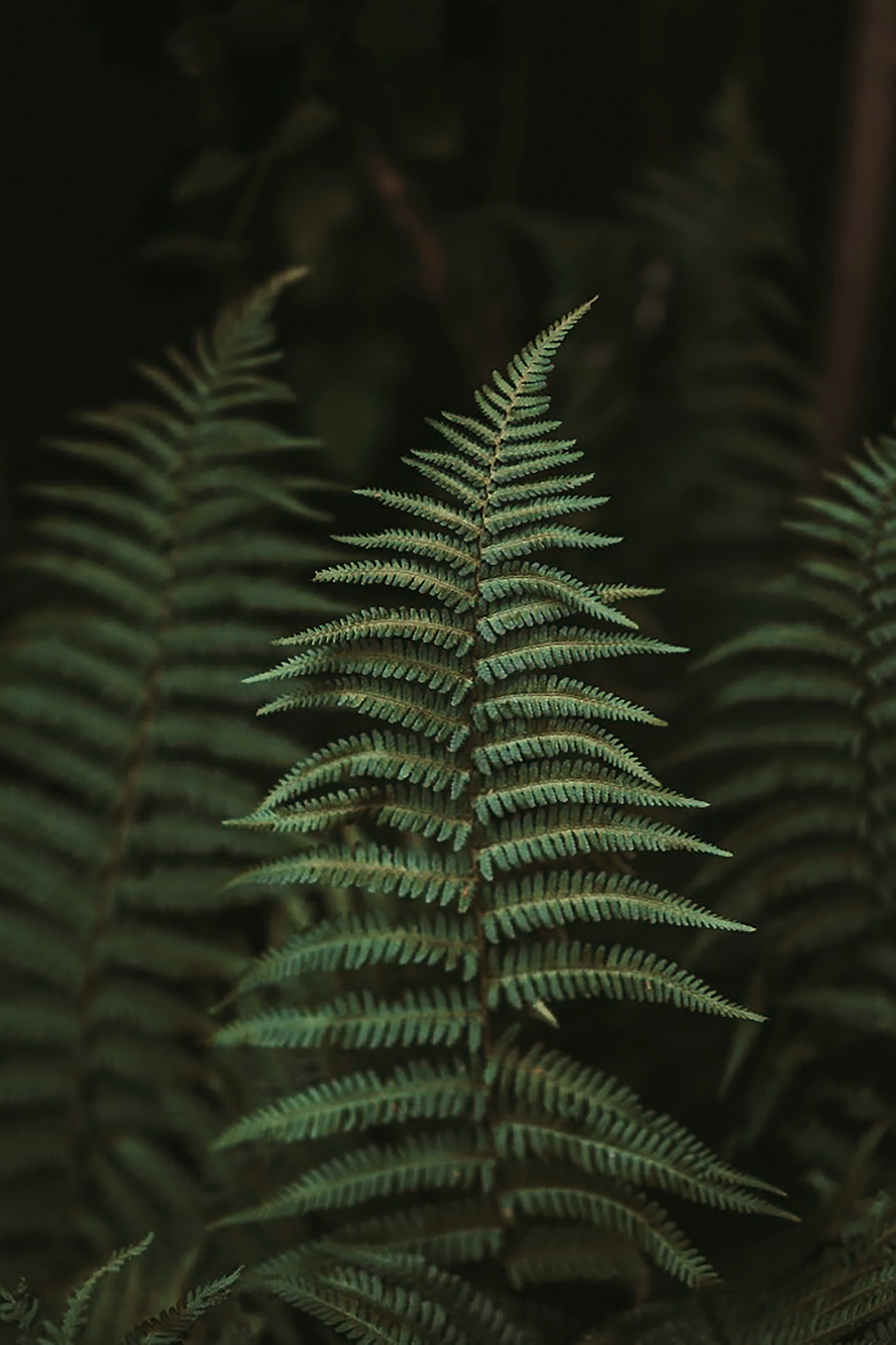 Fern fronds in the GREYSTONE hardwood understory