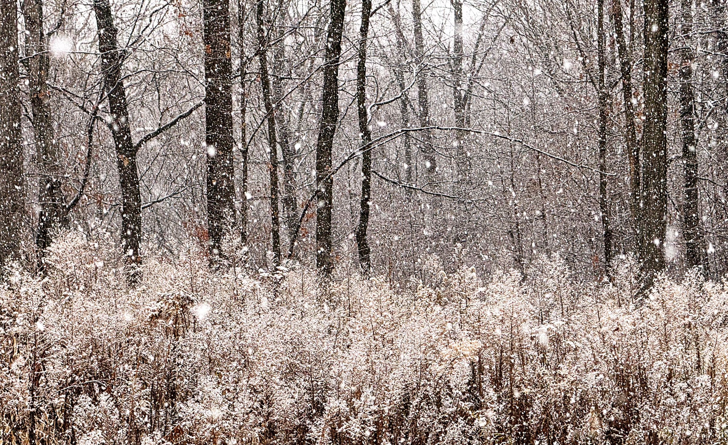 GREYSTONE winter forest