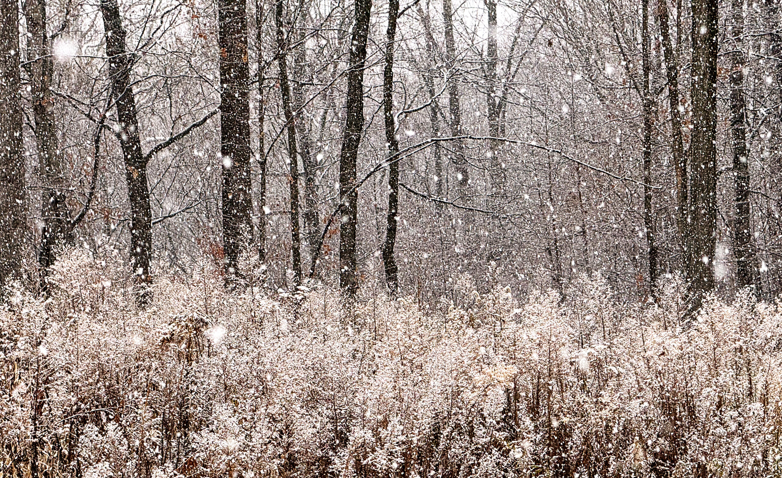 Greystone winter forest