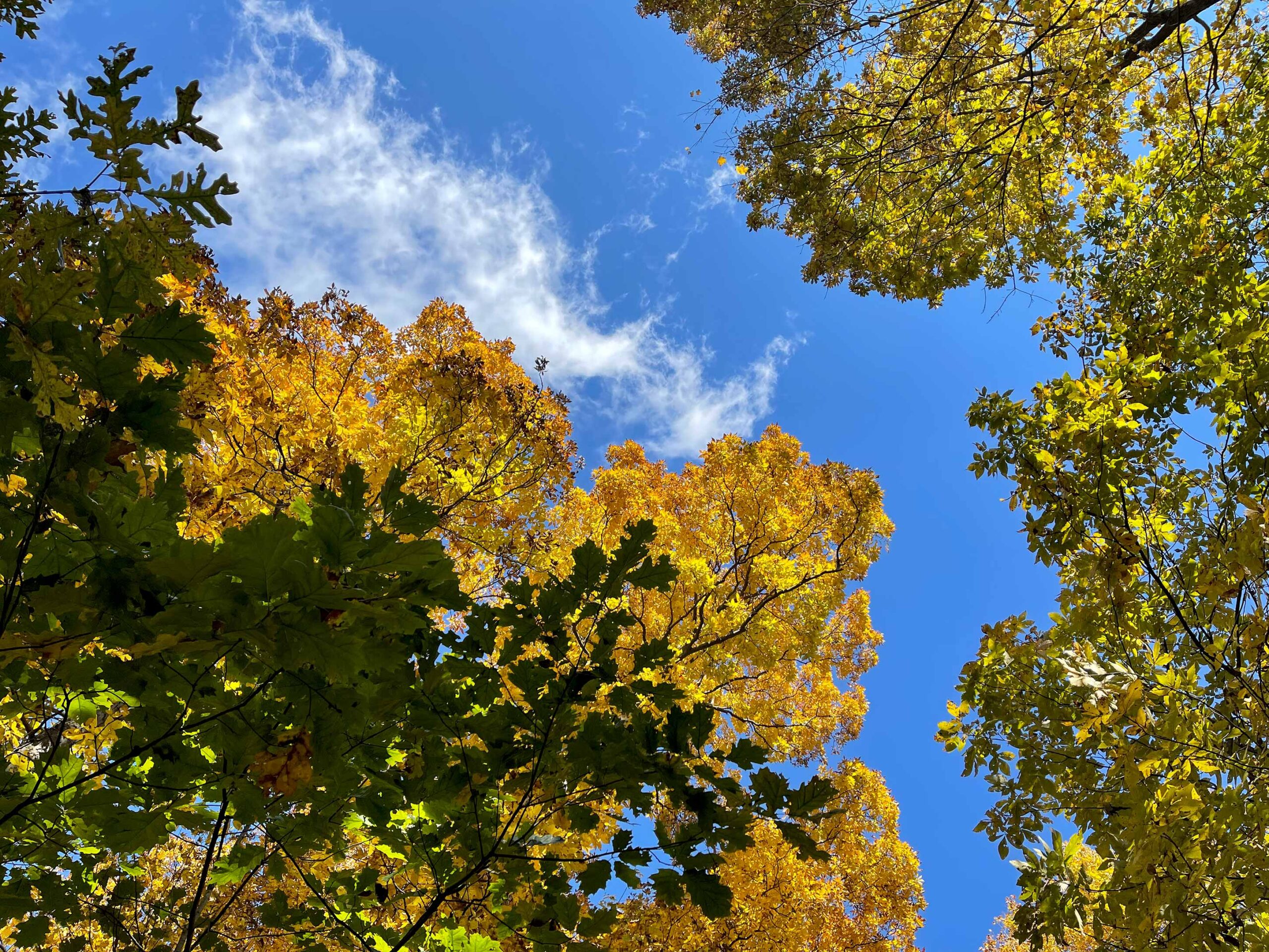 Greystone autumn light